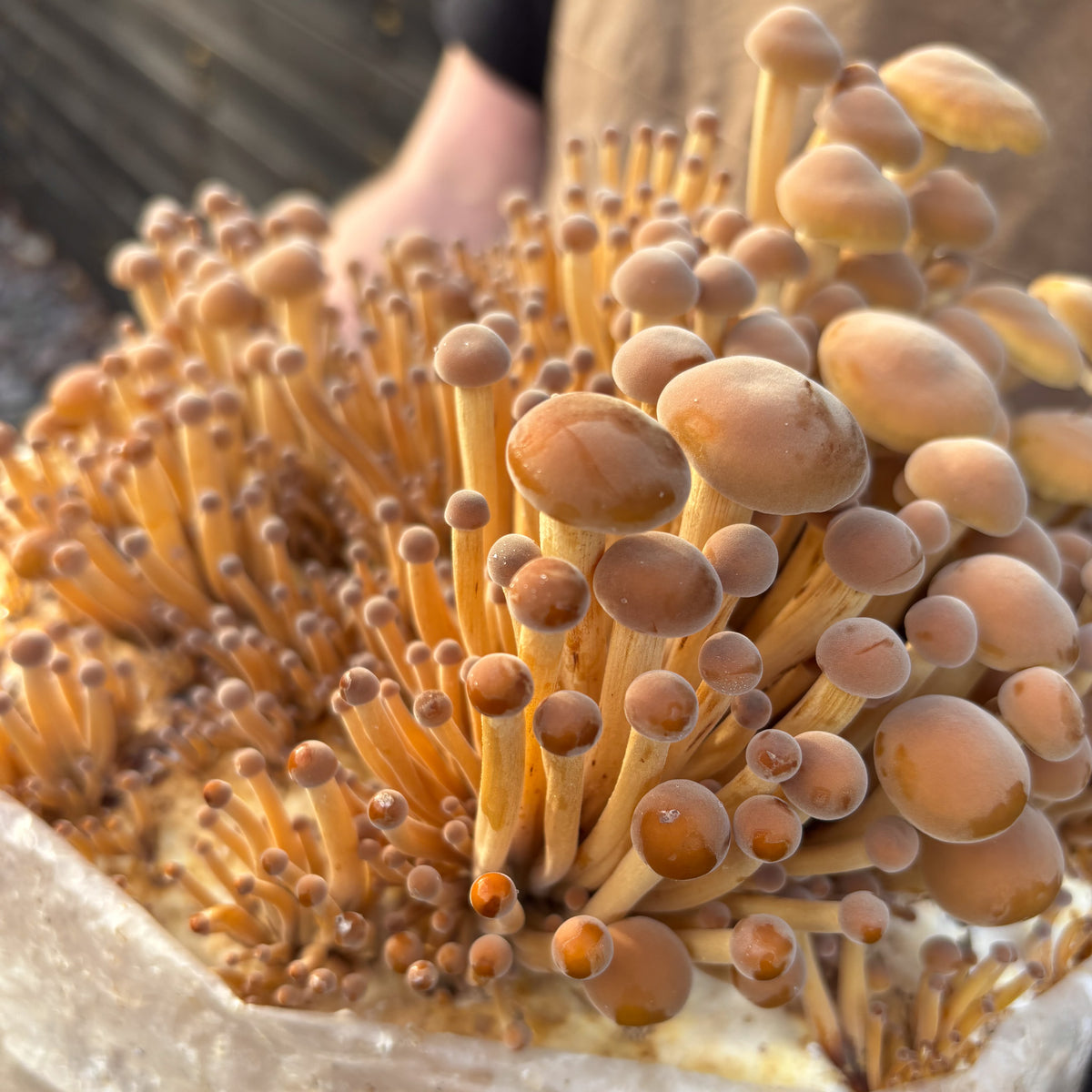 falfungi