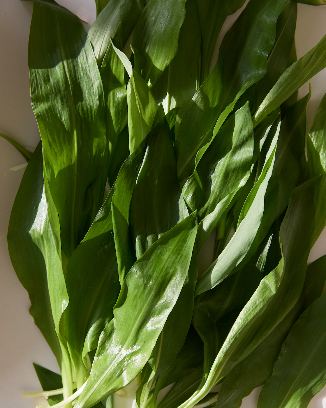 Wild Garlic Sea Salt | fennel seed | lemon zest