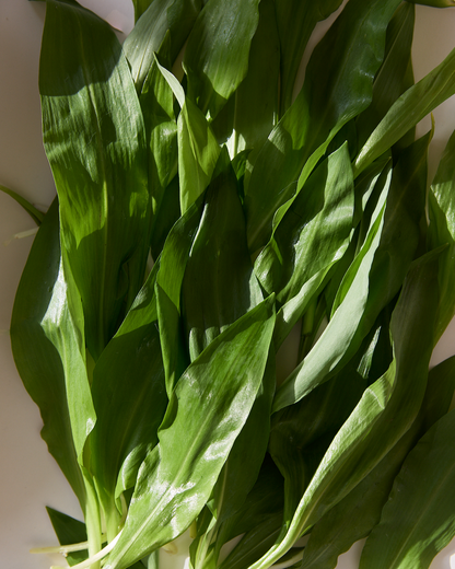 Wild Garlic Nuts | rosemary | maple | sea salt